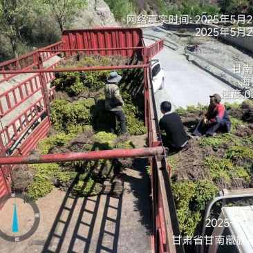 川西云杉，川西云杉小苗发四川甘孜