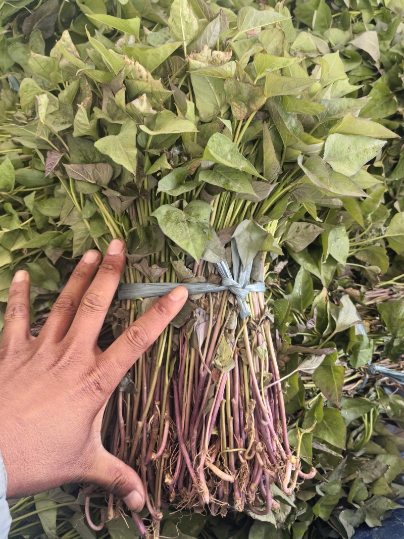 北京553苗老品种黄皮黄心的白心红薯苗都有运费自理