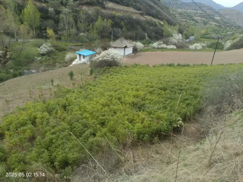 川西云杉，川西云杉小苗发四川甘孜