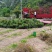 川西云杉，川西云杉小苗发四川甘孜