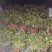 北京553苗老品种黄皮黄心的白心红薯苗都有运费自理