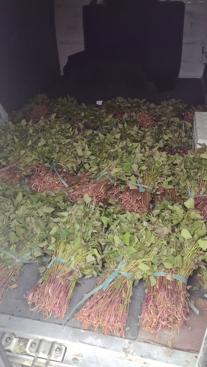 北京553苗老品种黄皮黄心的白心红薯苗都有运费自理