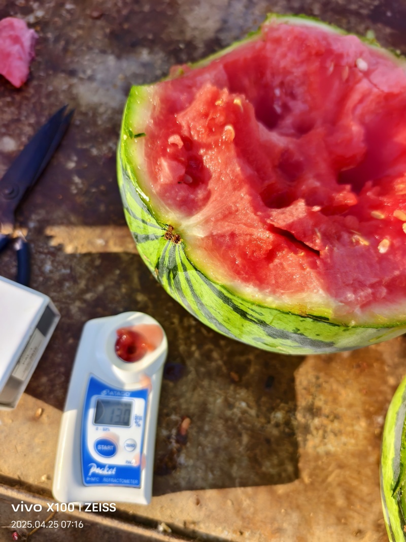 西瓜早春红玉西小糖丸一手货源头茬无籽对接电商商超欢迎联系