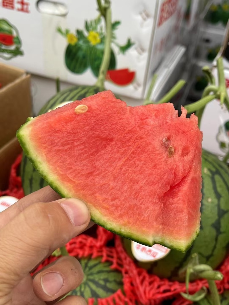 美都西瓜，麒麟西瓜对接电商拼多多美团全国各大市场