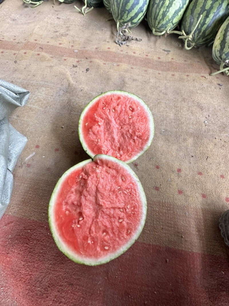 夏邑西瓜，麒麟美都西瓜，产地供货，糖度13，对接市场，