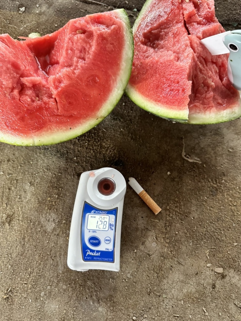 夏邑西瓜，麒麟美都西瓜，产地供货，糖度13，对接市场，