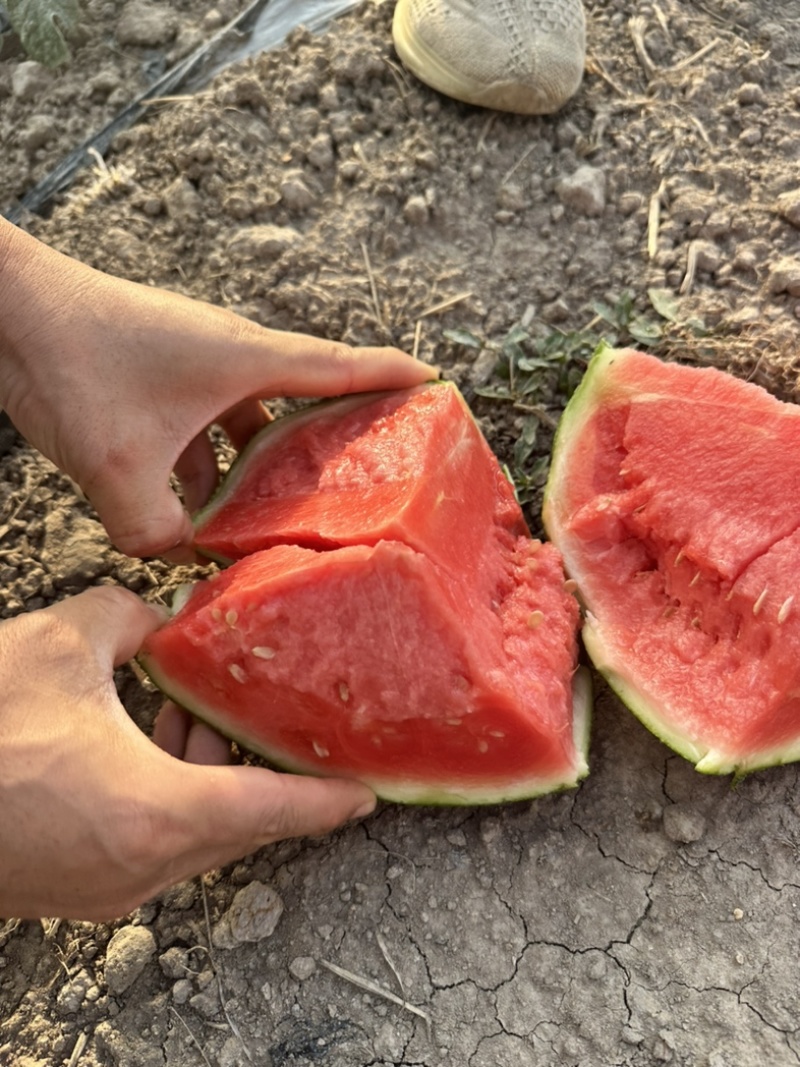 夏邑西瓜，麒麟美都西瓜，产地供货，糖度13，对接市场，