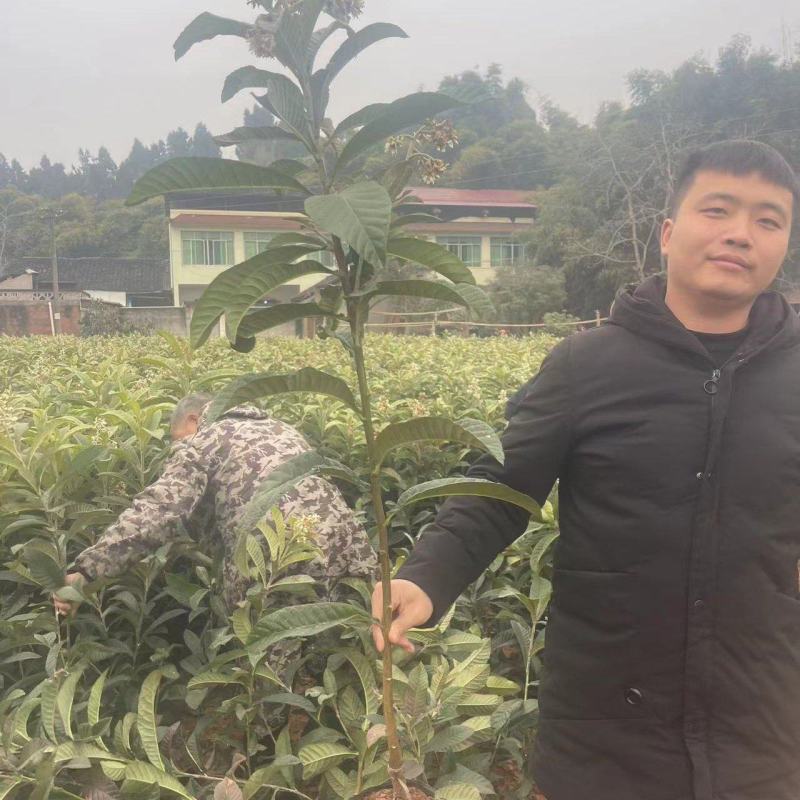 大五星枇杷苗.营养杯枇杷苗.枇杷苗.基地批发品种保证
