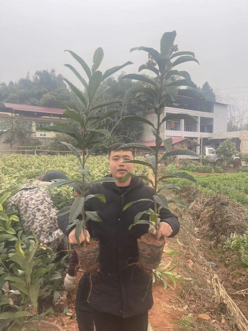 大五星枇杷苗.营养杯枇杷苗.枇杷苗.基地批发品种保证