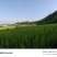 贵州蜂糖李苗.蜂糖李子苗.大小规格都有品质保证可以签合同