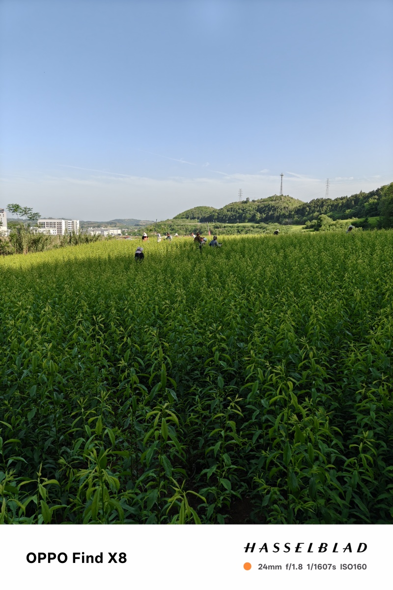 贵州蜂糖李苗.蜂糖李子苗.大小规格都有品质保证可以签合同