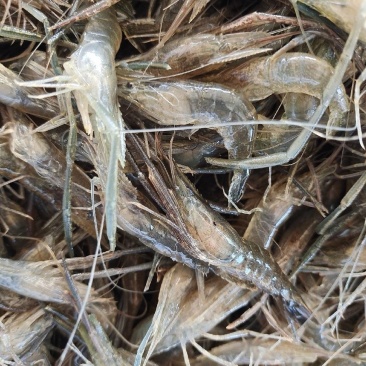江苏野生河虾，量大从优，河虾