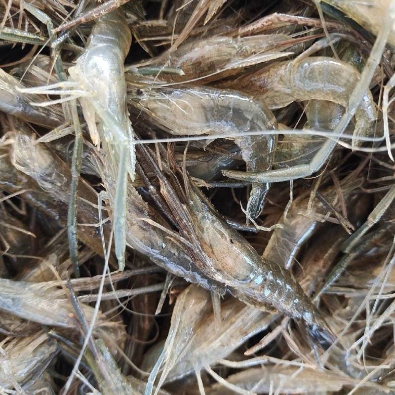江苏野生河虾，量大从优，河虾