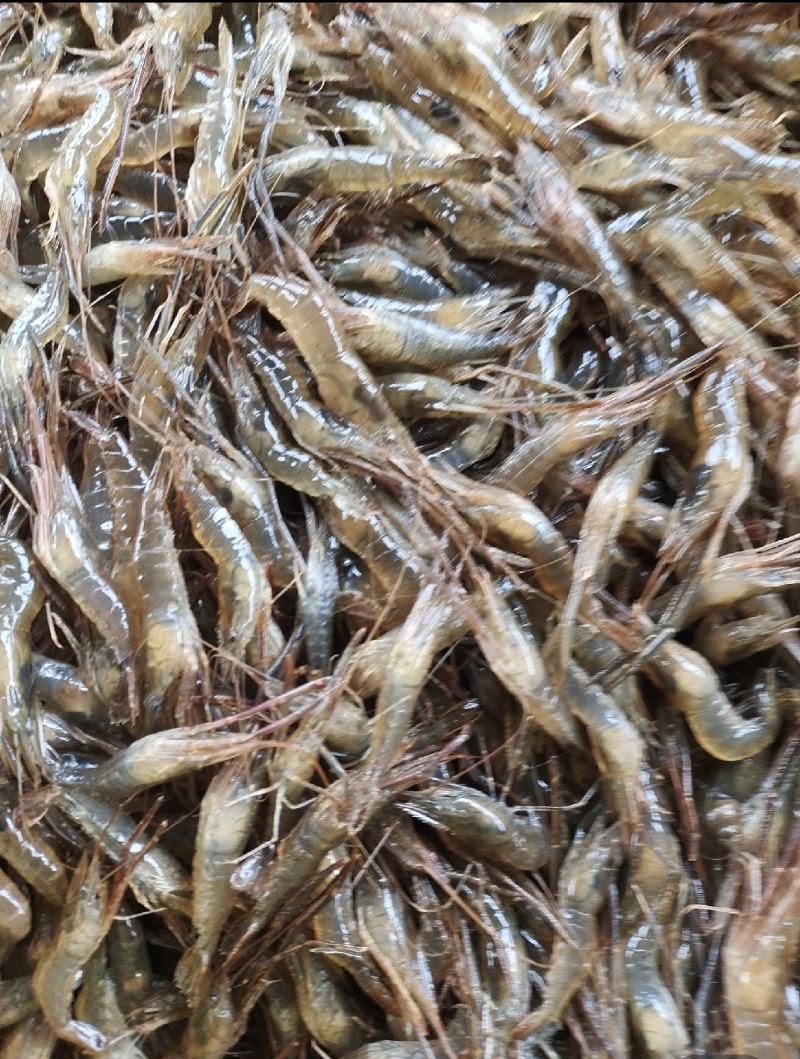 江苏野生河虾，量大从优，河虾