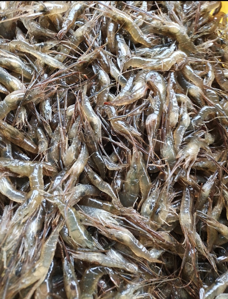 江苏野生河虾，量大从优，河虾