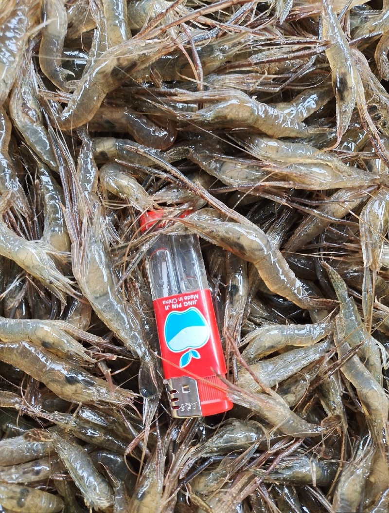 江苏野生河虾，量大从优，河虾