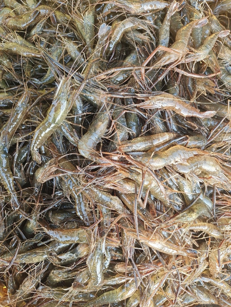 江苏野生河虾，量大从优，河虾
