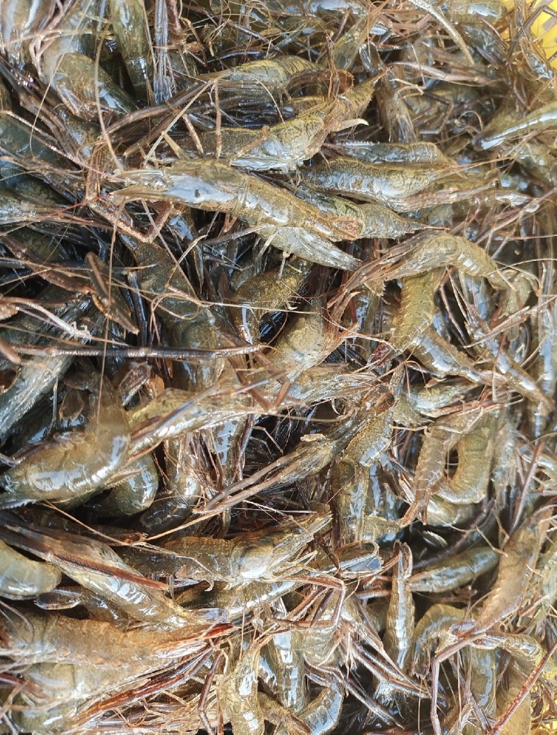 江苏野生河虾，量大从优，河虾