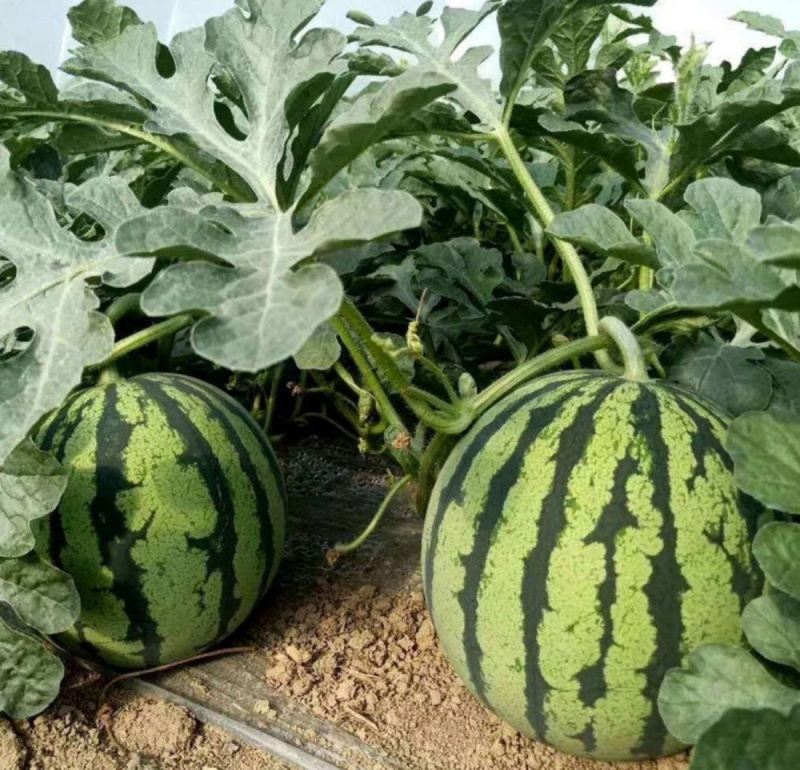 金鳞1号西瓜种子中早熟圆果麒麟西瓜种籽红瓤脆甜水果西瓜种