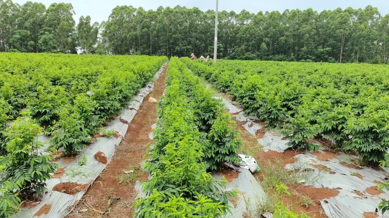新鲜树仔菜潮汕树菜海南五指山野菜酒店私房特色菜包邮广东省