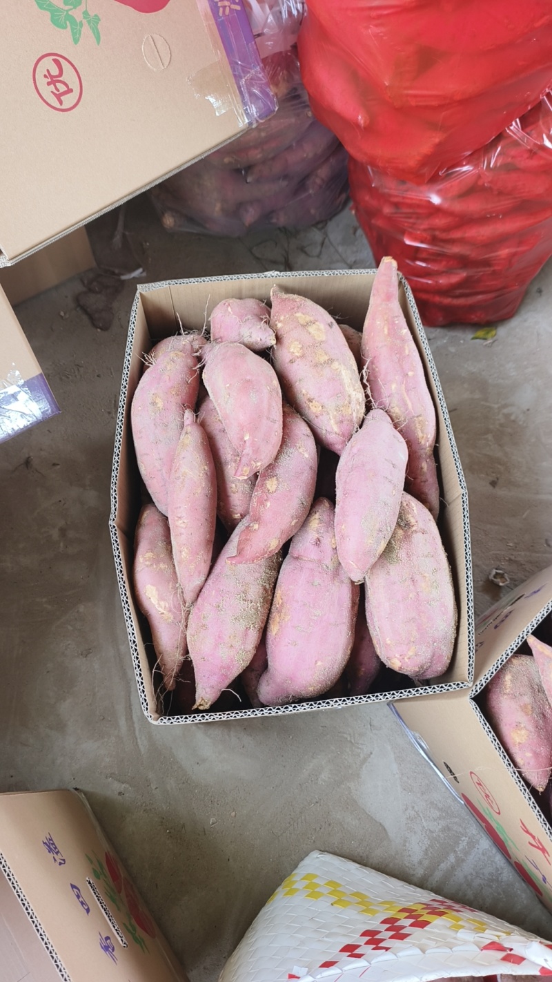 福建漳浦303红薯品种