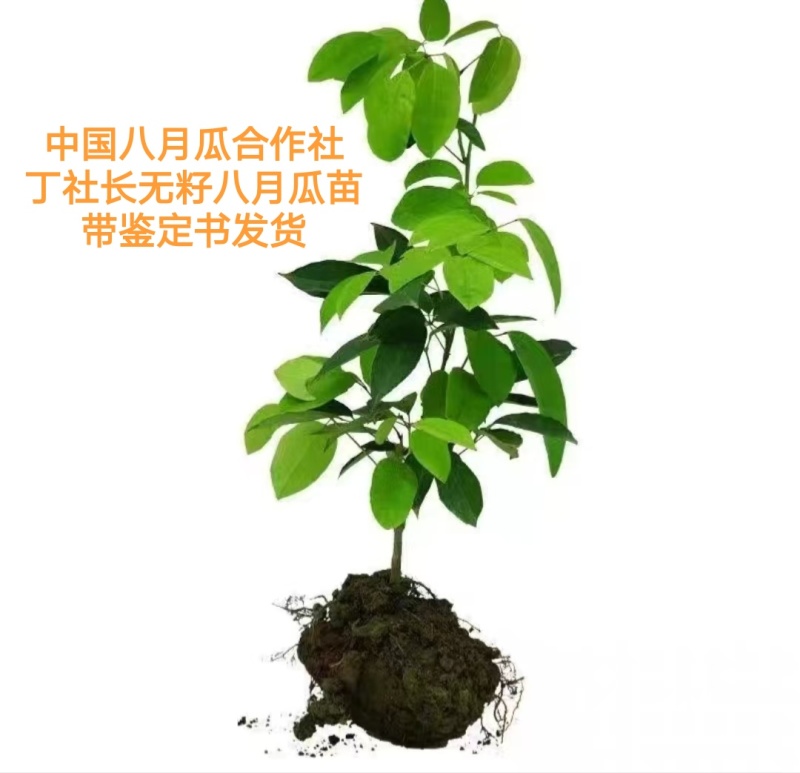 丁社长八月瓜苗带土带叶杯苗寻电商招代理全年可卖一件代发