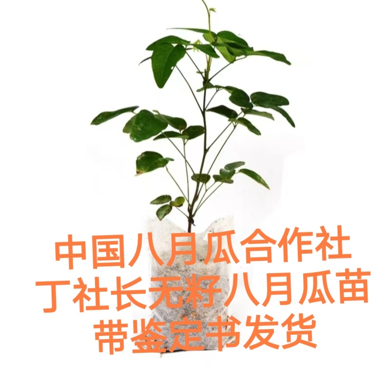 丁社长八月瓜苗带土带叶杯苗寻电商招代理全年可卖一件代发