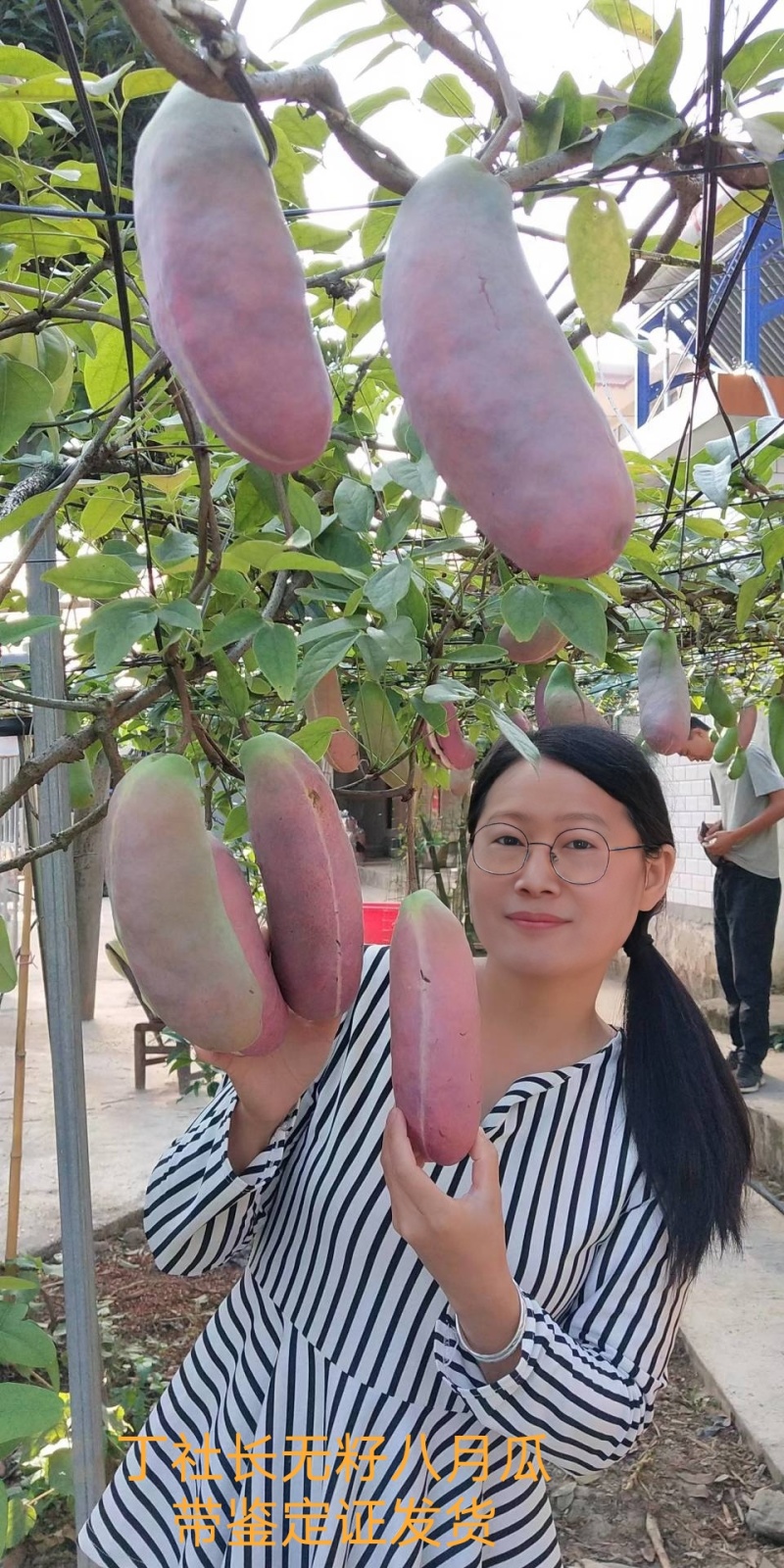 丁社长八月瓜苗带土带叶杯苗寻电商招代理全年可卖一件代发