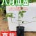 丁社长八月瓜苗带土带叶杯苗寻电商招代理全年可卖一件代发