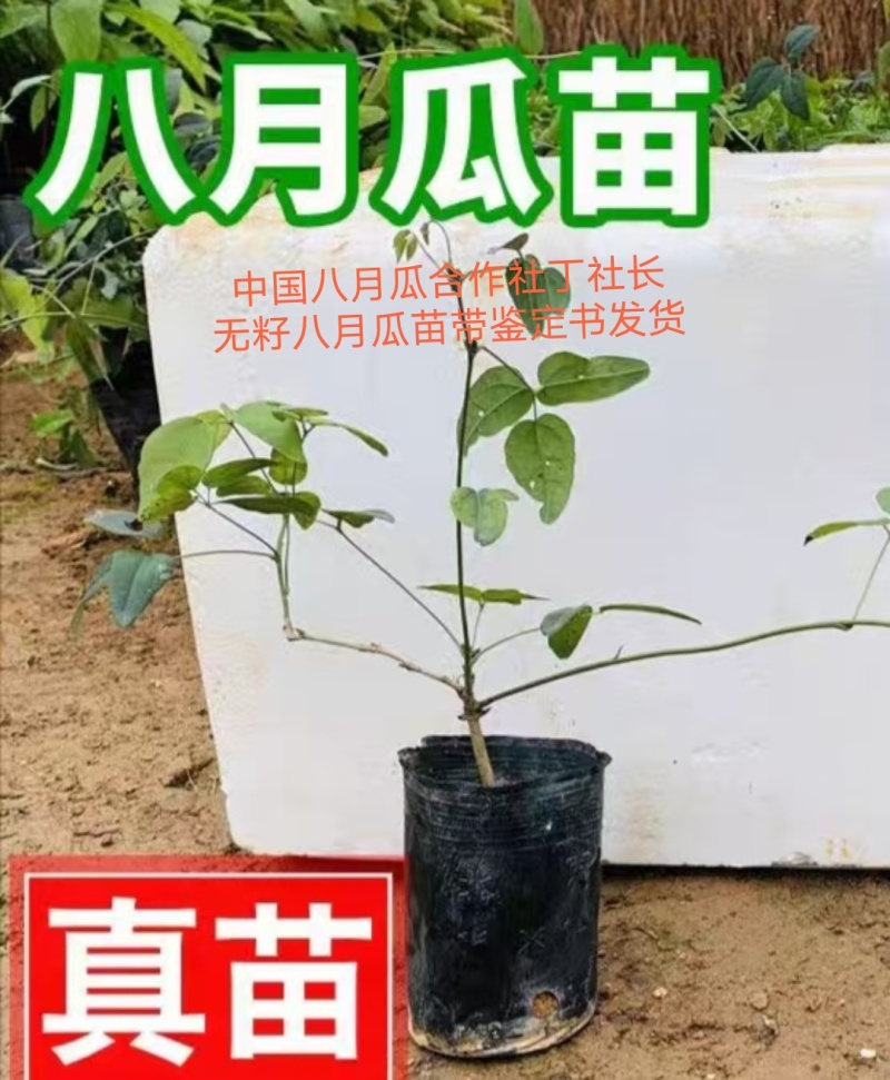 丁社长八月瓜苗带土带叶杯苗寻电商招代理全年可卖一件代发