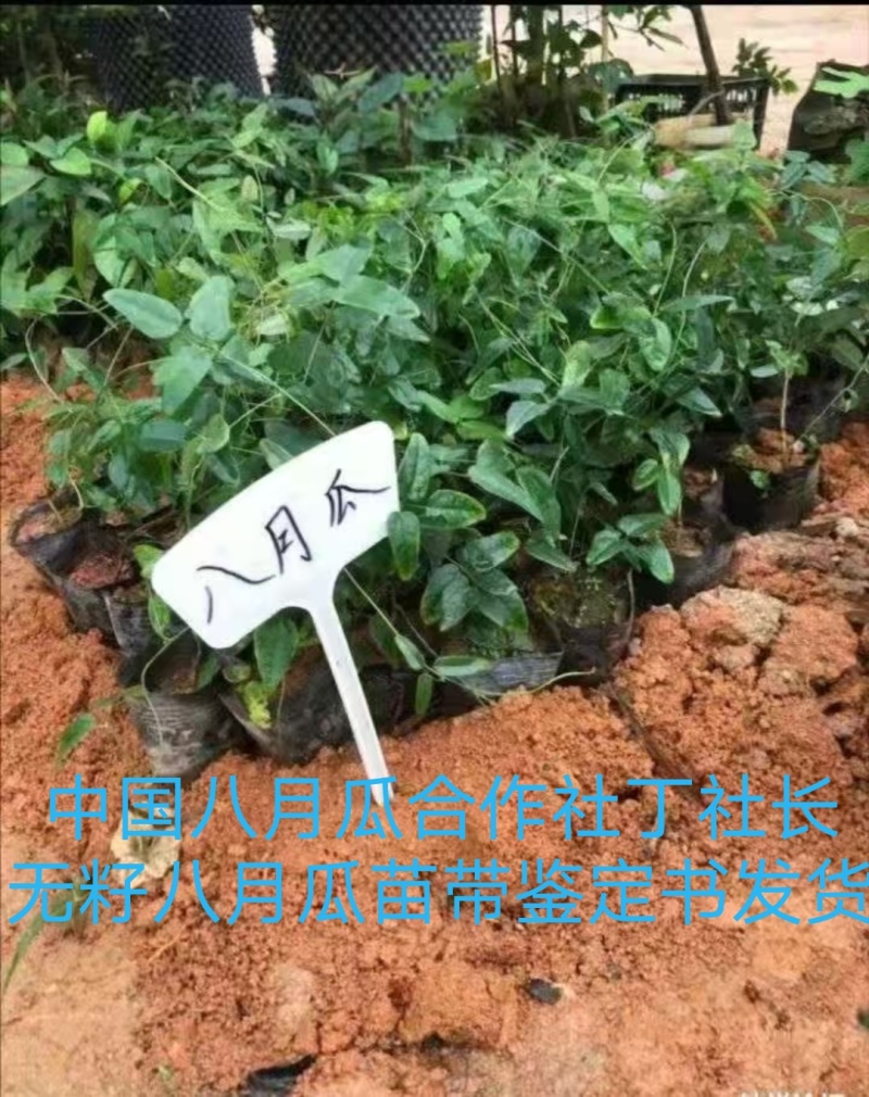 丁社长八月瓜苗带土带叶杯苗寻电商招代理全年可卖一件代发