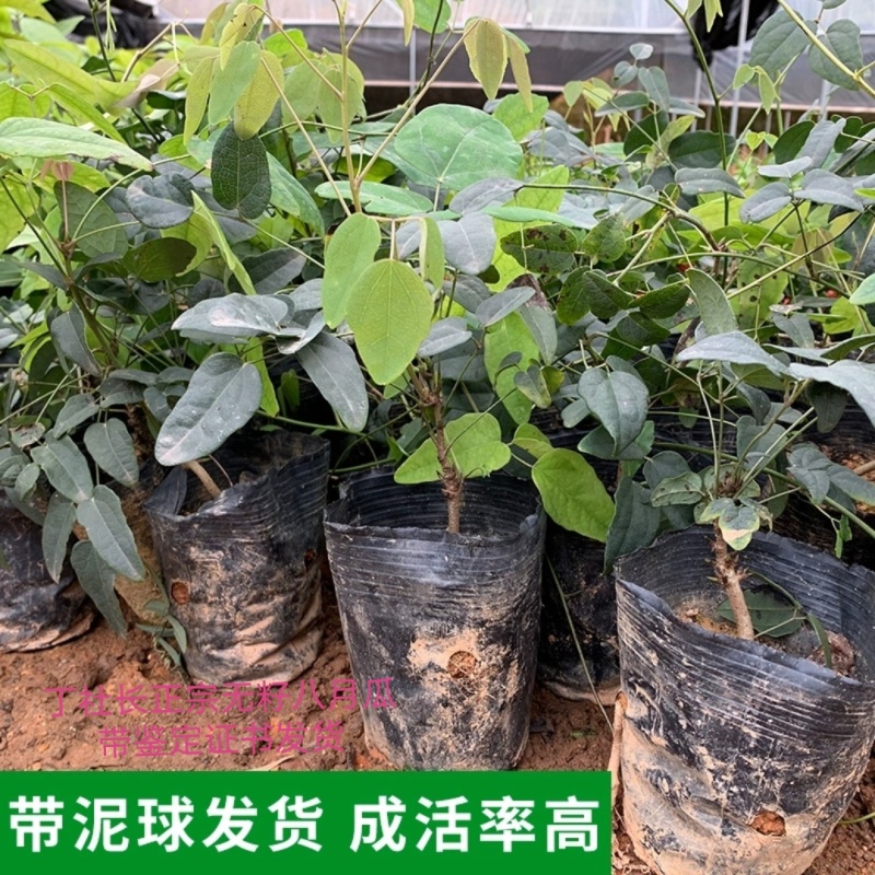 丁社长八月瓜苗带土带叶杯苗寻电商招代理全年可卖一件代发