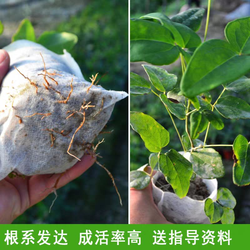 丁社长八月瓜苗带土带叶杯苗寻电商招代理全年可卖一件代发
