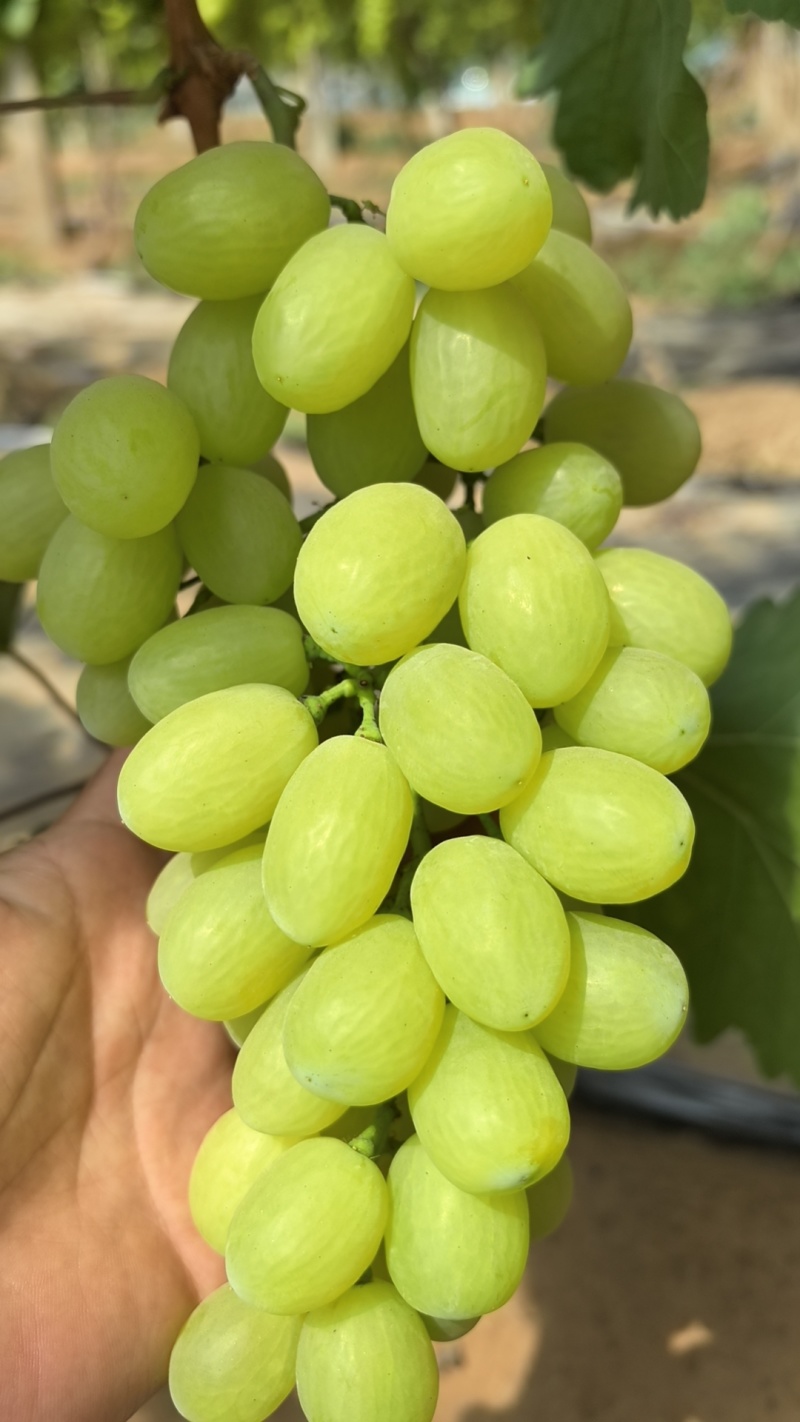 河北青提，河北维多利亚葡萄，口感特甜，大量现货上市中
