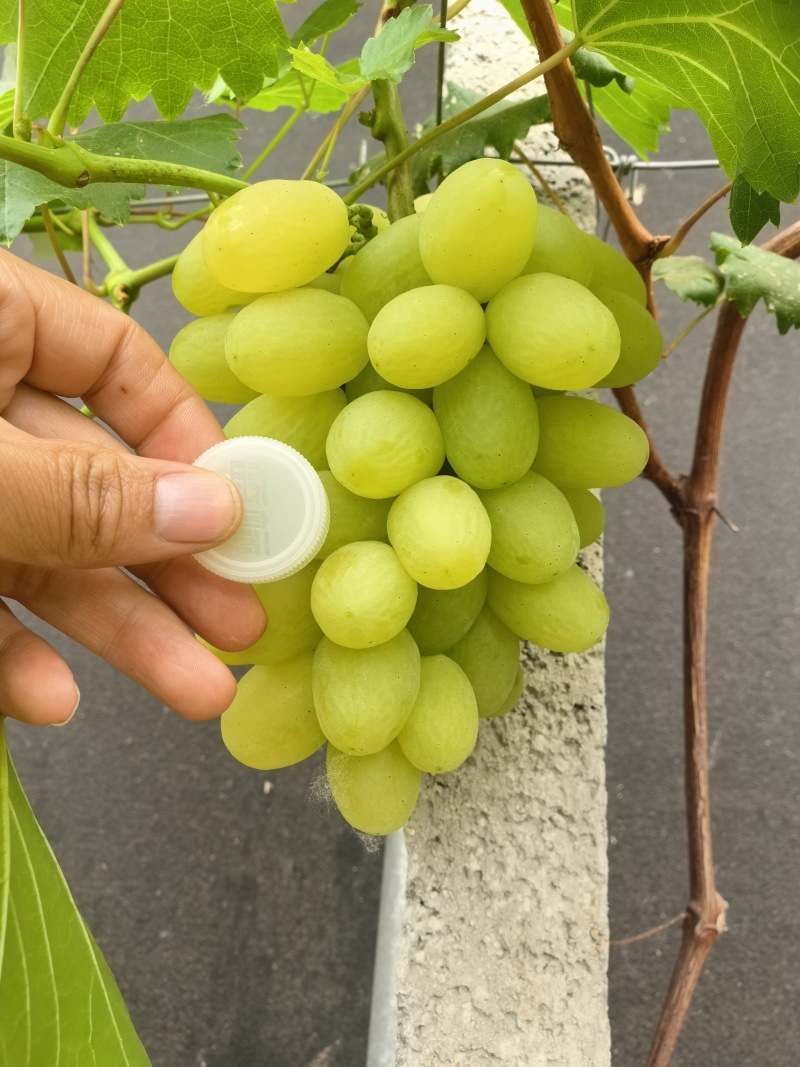 河北青提，河北维多利亚葡萄，口感特甜，大量现货上市中