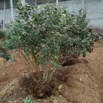 蓝莓树大量现货，产地一手货源。价格美丽，发全国