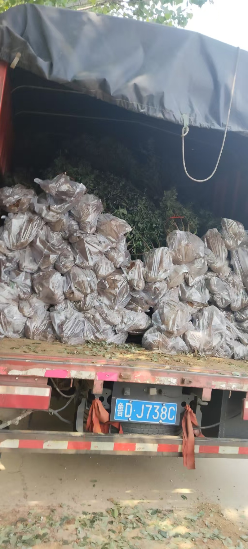 蓝莓树大量现货，产地一手货源。价格美丽，发全国