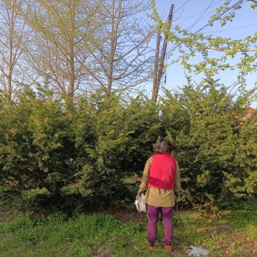两株大紫杉，每株高3米多，形好，茂盛，低价出售