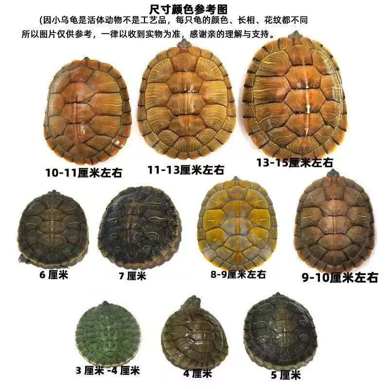 黄金巴西龟小乌龟活物宠物龟红耳龟苗情侣龟水龟长寿龟招财龟