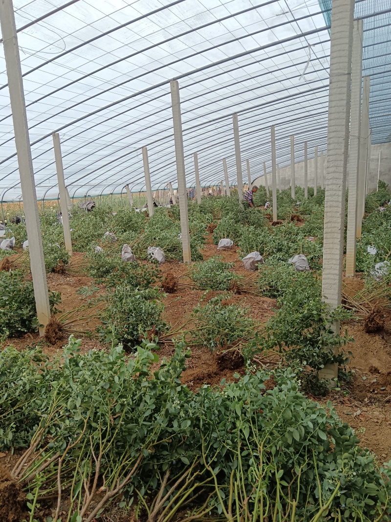 蓝莓树大量现货，产地一手货源。价格美丽，发全国