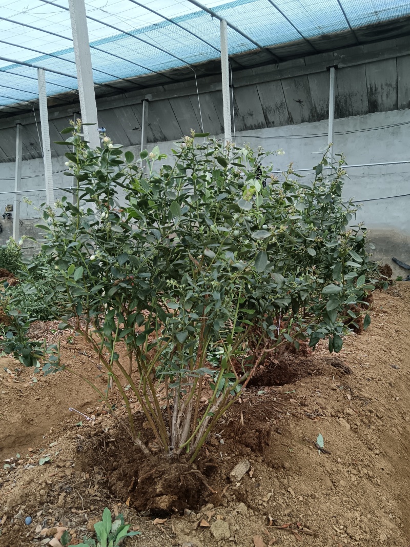 蓝莓树大量现货，产地一手货源。价格美丽，发全国