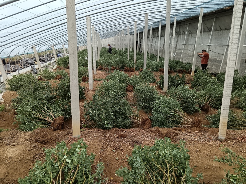 蓝莓树大量现货，产地一手货源。价格美丽，发全国