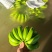 巴西蕉