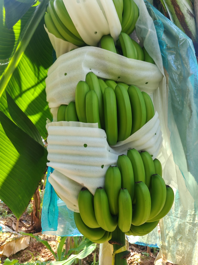 巴西蕉