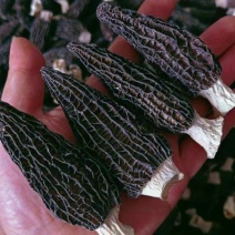 热卖一斤产地批发羊肚菌肉厚头茬细纹礼盒装羊肚菌产包邮