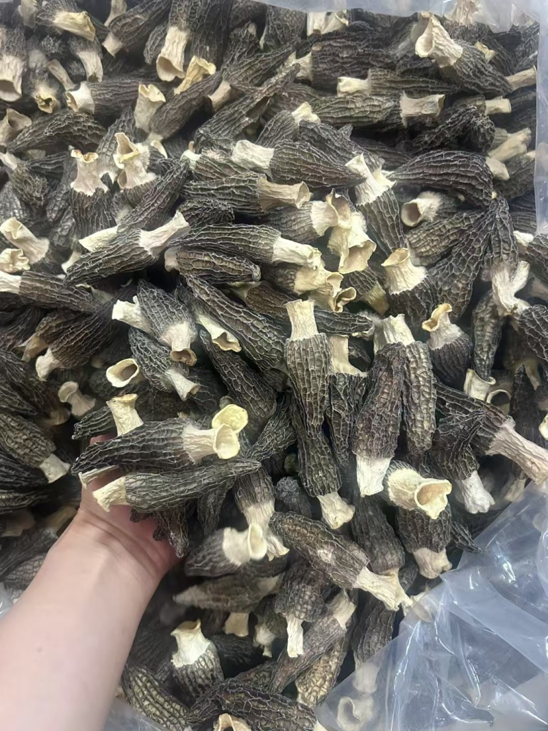 热卖一斤产地批发羊肚菌肉厚头茬细纹礼盒装羊肚菌产包邮