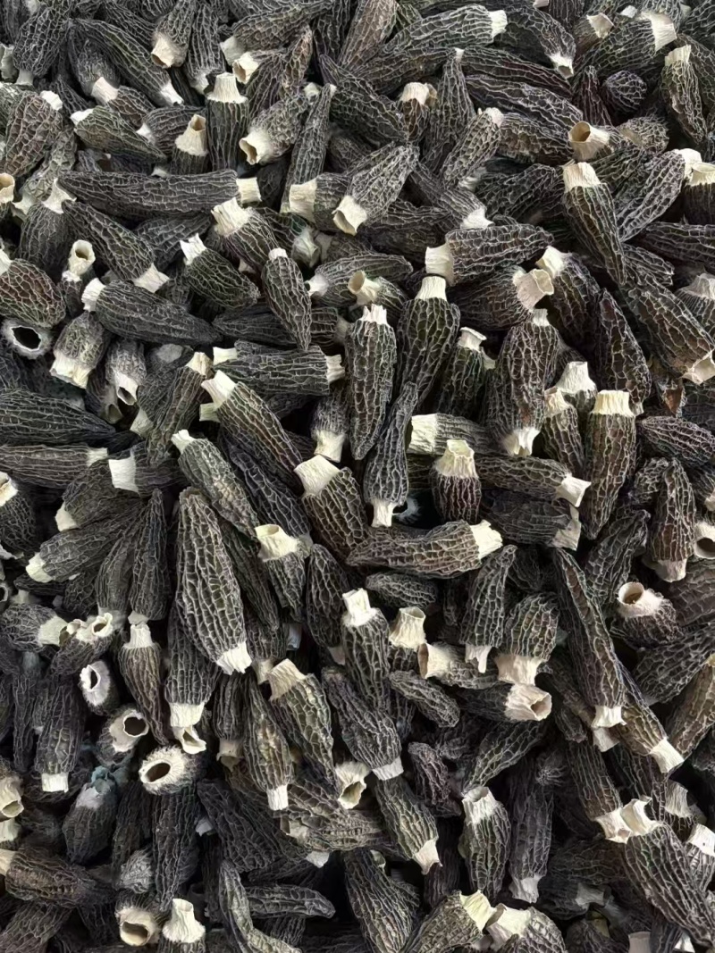 热卖一斤产地批发羊肚菌肉厚头茬细纹礼盒装羊肚菌产包邮