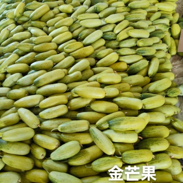 山东昌乐星甜金芒果甜瓜大量上市欢迎全国合作