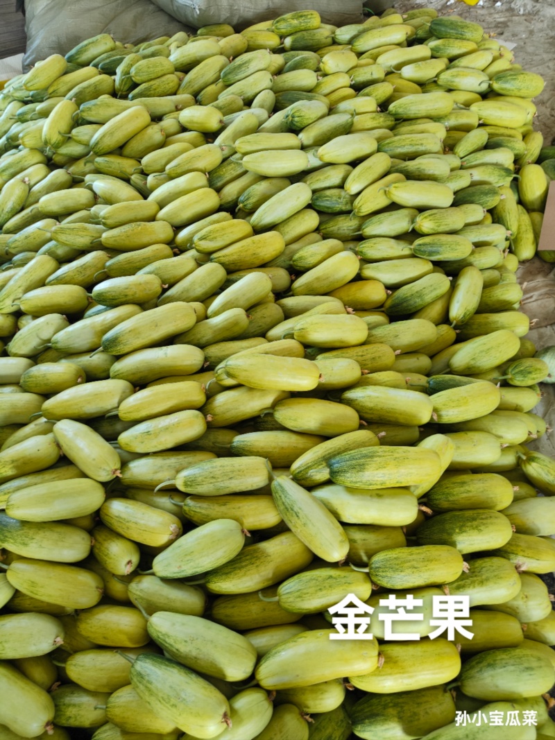 山东昌乐星甜金芒果甜瓜大量上市欢迎全国合作