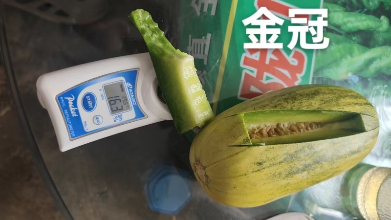 山东昌乐星甜金芒果甜瓜大量上市欢迎全国合作